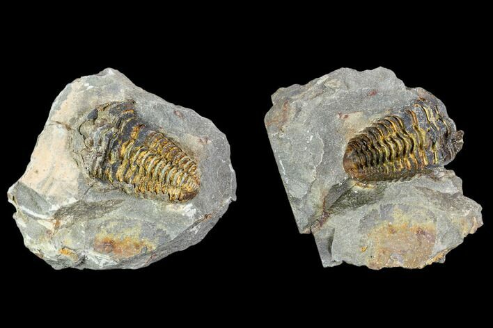 Fossil Calymene Trilobite Nodule - Morocco #106626